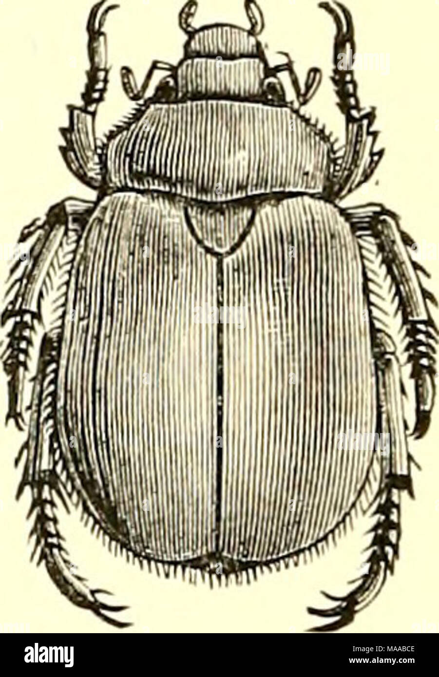 . Ökonomische Entomologie für den Landwirt und Winzer [microform]: und für die Verwendung als Text-Buch in der landwirtschaftlichen Schulen und Hochschulen. Goldschmied Käfer, Cotalpa lanigcra. Die Erträge ohne weiteres Der arsenite. Die Larven leben in leichte Böden, weiden auf den Wurzeln der Gräser und verpuppen sich im Spätherbst, die bald nach der Umformung und einem verbleibenden innerhalb der Form Larven Haut bis in den frühen Sommer entstehen. Auch während des Tages auf Traube Laub gefunden, oder fliegen in Richtung während am frühen Abend, ist eine große, glänzende, braun-gelben Käfer, mit acht Schwarz. Spots, zwei auf der Thorax- und sechs auf der Wing-co Stockfoto