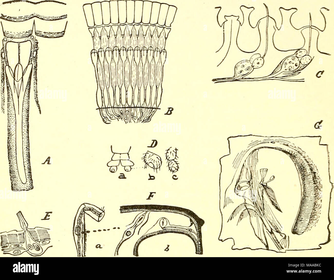. Ökonomische Entomologie für den Landwirt und Winzer [microform]: und für die Verwendung als Text-Buch in der landwirtschaftlichen Schulen und Hochschulen. Sinnesorgane von Insekten.-A, ein Element im Auge eines roacli; B, Abschnitt der Verbindung Auge; C, Organen der Geruch im Mai - Käfer; D, Sinnesorgane rn abdominal Anhängsel; E^ sensorische Ohr; F, Ohr am Vorderbein von Locust; G, Ohr gefunden auf der basalen Segment der Gras-hopper Abdomen. Alle stark vergrößert. Zusammengesetzte Augen sind so bezeichnet, weil sie sich aus einer großen Anzahl einfacher Augen oder ocelli, zusammen ganz in der Nähe. Wenn der Kopf einer Biene oder Haus-fly ist geprüft, Stockfoto