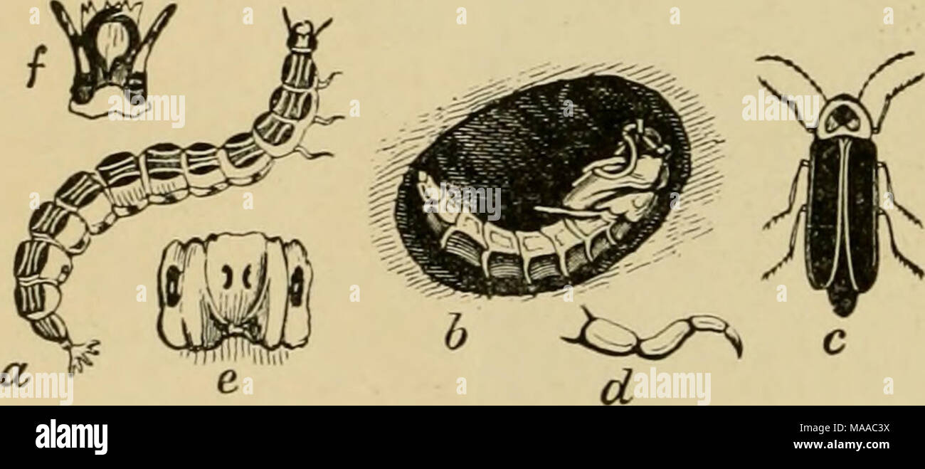 . Ökonomische Entomologie für den Landwirt und der Obstbauer, und für die Verwendung als Text-Buch in der landwirtschaftlichen Schulen und Hochschulen;. Feuer - Fliegen, Photinus pyralis.-cr, Larve, Puppe; * in Zelle c Erwachsener; diof, strukturelle Details der Larve. Stockfoto