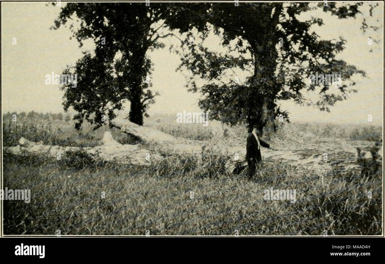 . Ökonomische Botanik von Alabama. Abb. 23. Angeblich native Pecan Bäume in Walker's unten, über zwei und halb Meilen westlich von Uniontown, in Marengo County, witii einen gefallenen Stamm der gleichen Spezies etwa vier Meter Durchmesser, in den Vordergrund. September 25, 1924. Stockfoto