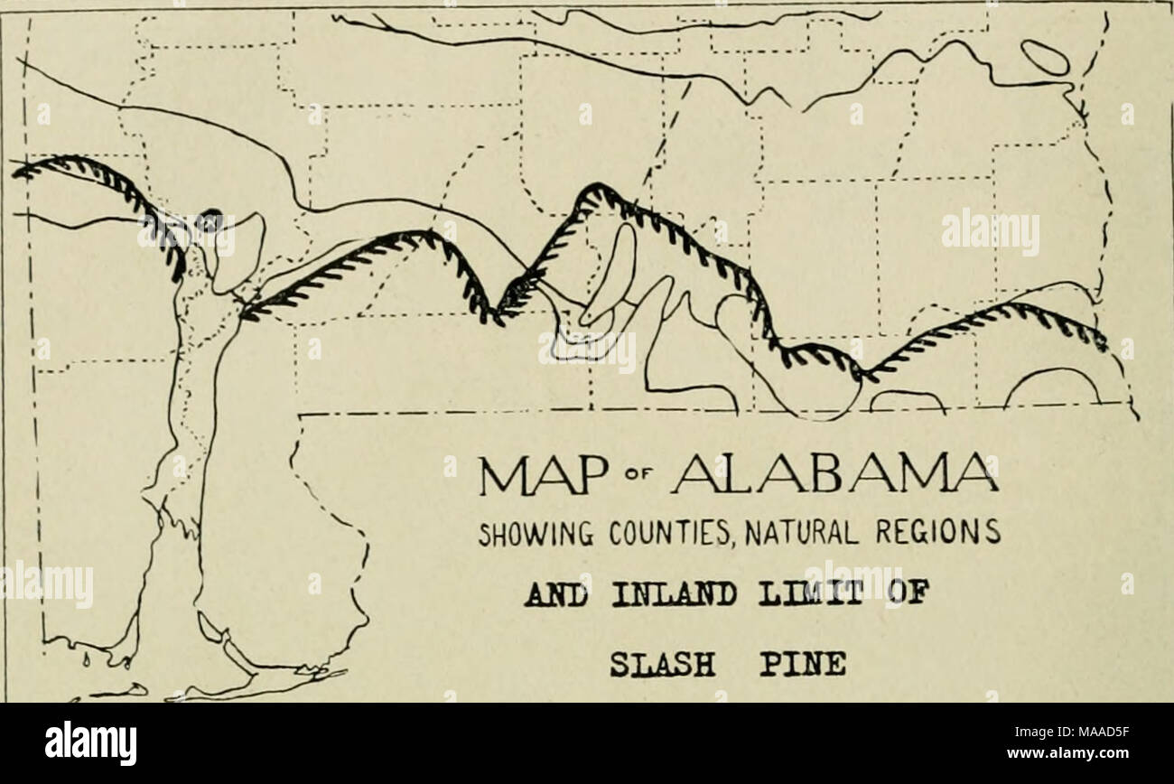 . Ökonomische Botanik von Alabama. Übersicht Grafschaften, NATÜRLICHEN REGIONEN AKD HTLAITD BEGRENZUNG DER SLASH PINE R M K 1326 Karte 7. Der Grenzwert von I^iiius lilliotlii. Pinus Taeda, L.-vShort pimv lKaI'. (Loblolly oder alte Feld Kiefer der Haken.) (Abbn. 5. 6) Dieses der größte unserer Kiefern ist bei vollständig devel () i) Ed, occas - ionally erreichen einen Durchmesser von vier Metern, mit der niedrigsten Gliedmaßen oO Fuß über dem Boden und einer Höhe von 100 Meter oder mehr; aber natürlich nur wenige solche Exemplare entronnen, der Holzfäller. Er blüht im März und April und ich) roduces viel Samen jedes Jahr. Das Holz ist schlechter zu Stockfoto