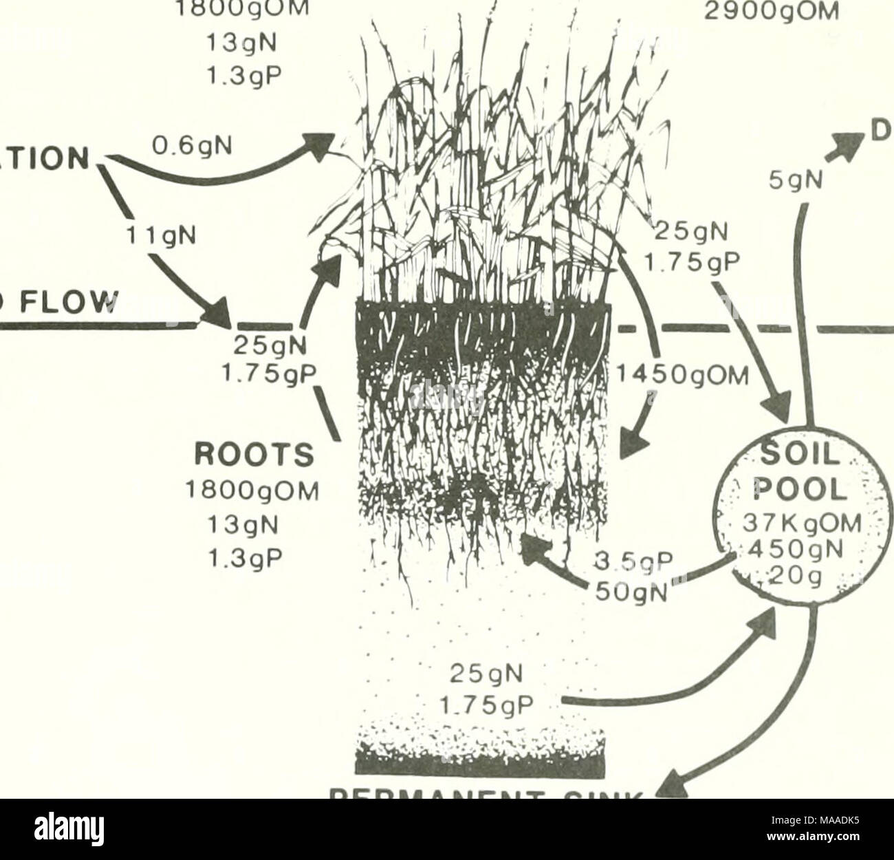 . Die Ökologie der delta Sümpfe des Coastal Louisiana: eine Gemeinschaft Profil. --L âº 1450 gOM ich DENITRIFIKATION OVERLAND-FLOW 14 OgN 0 6 gP permanente Waschbecken 1 5 gN 1,75 gP Abbildung 64. Stickstoff und Phosphor Budgets für eine Mississippi deltaischen Salt Marsh (von DeLaune und Patrick 1979 angepasst). 76 Stockfoto