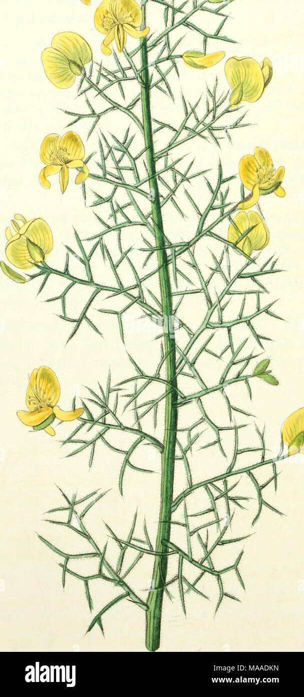 . Edwards' botanische registrieren, oder, ornamentalen Blumen - Garten und Gebüsch. . V./'^y y^' UA^^-u-w' pyy!^ x> Ein ^-ci^^^-/. /FfJ/. y!^Qi^^. Stockfoto