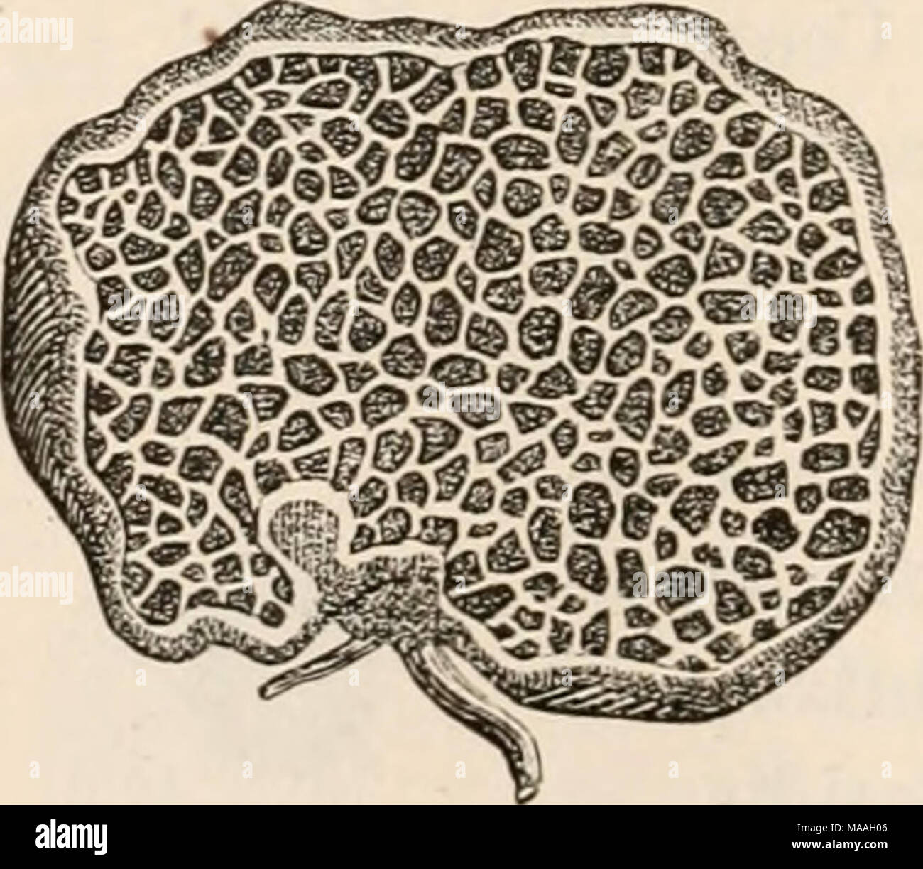 . Dr. L. Rabenhorst der Kryptogamen-Flora von Deutschland, Oesterreich und der Schweiz. 2 Abb. 1, 2. Melanogaster variegatus. Abb. 1. (Xanzer Fruchtkürper von aussen. Abb. 2. Wetter Durchschnitt eines solchen. Abb. 3. M. ambiguus. Basidie mit Sporen. (/ Tulasne). Stockfoto