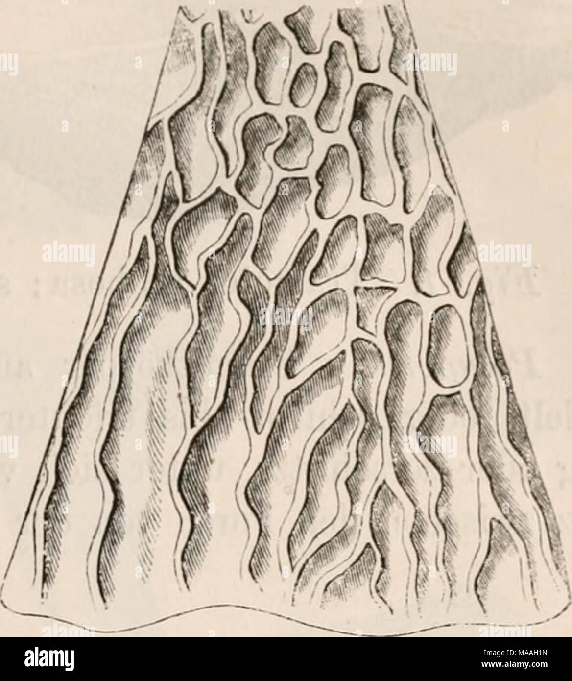 . Dr. L. Rabenhorst der Kryptogamen-Flora von Deutschland, Oesterreich und der Schweiz. Abb. 1. 2. Merulius tremellosus. Abb. 1. Ein Fruclitkörper (in natürlicher Grösse). Abb. 2. Stück der Unterseite mit den durch netzförmig verbundene Faltet gebildeten Poren; (vergrössert). Favolus. Halbirt Fruchtkörper - hutförmig, schnelle gestielt; Poren muldenförmig, vom Stiel / dem Eande zu stralilig angeordnet. Abb. 1. Favolus europaeus (/ Einems ame-rikanischen Exemplar). Stockfoto