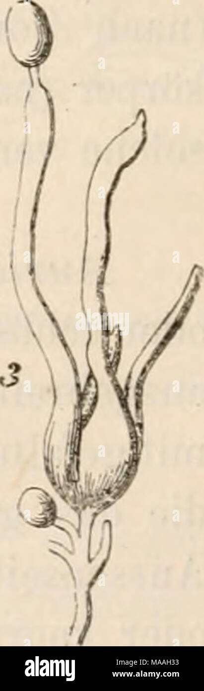. Dr. L. Rabenhorst der Kryptogamen-Flora von Deutschland, Oesterreich und der Schweiz. Abb. 1 - 5. TremeUa mesenterica; (/ Tulasne). Abb. 1. Ein Frucht - Körper (natürliche Grösse). Abb. 2. Zweig einer Conidien-bildenden Hyphe. Abb. 3. Basidien. Tremellodon. Fruchtkörper hutförmig, halbirt, oft seitlich gestielt, gallert-artig, auf der Unterseite dicht mit Stachelartigen Vorsprüngen bedeckt, welche das hymenium Gürteltaschen. Basidien wie bei tremella. Stockfoto