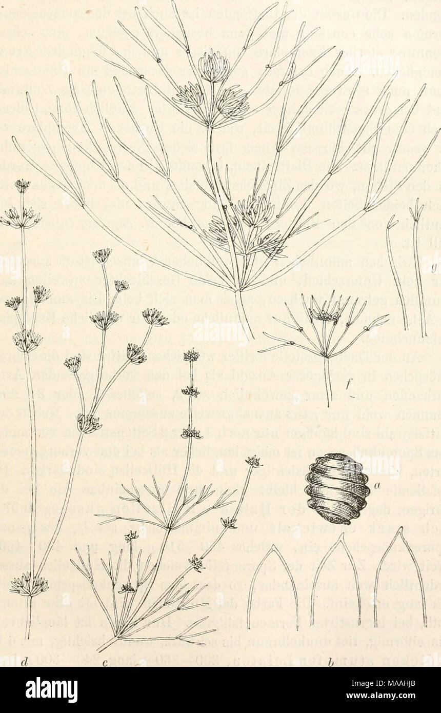 . Dr. L. Rabenhorst der Kryptogamen-Flora von Deutschland, Oesterreich und der Schweiz. Nitella opaca. Ein Kern, Vergr. 4 a; b Blattspitzen, Yergr. 30; c f. hetero-morpha; (? F. Conglobata; e f. conglomerata; f f. subcapitata;^f. Brevi-fürcata-alle in natürl. Grösse. Stockfoto