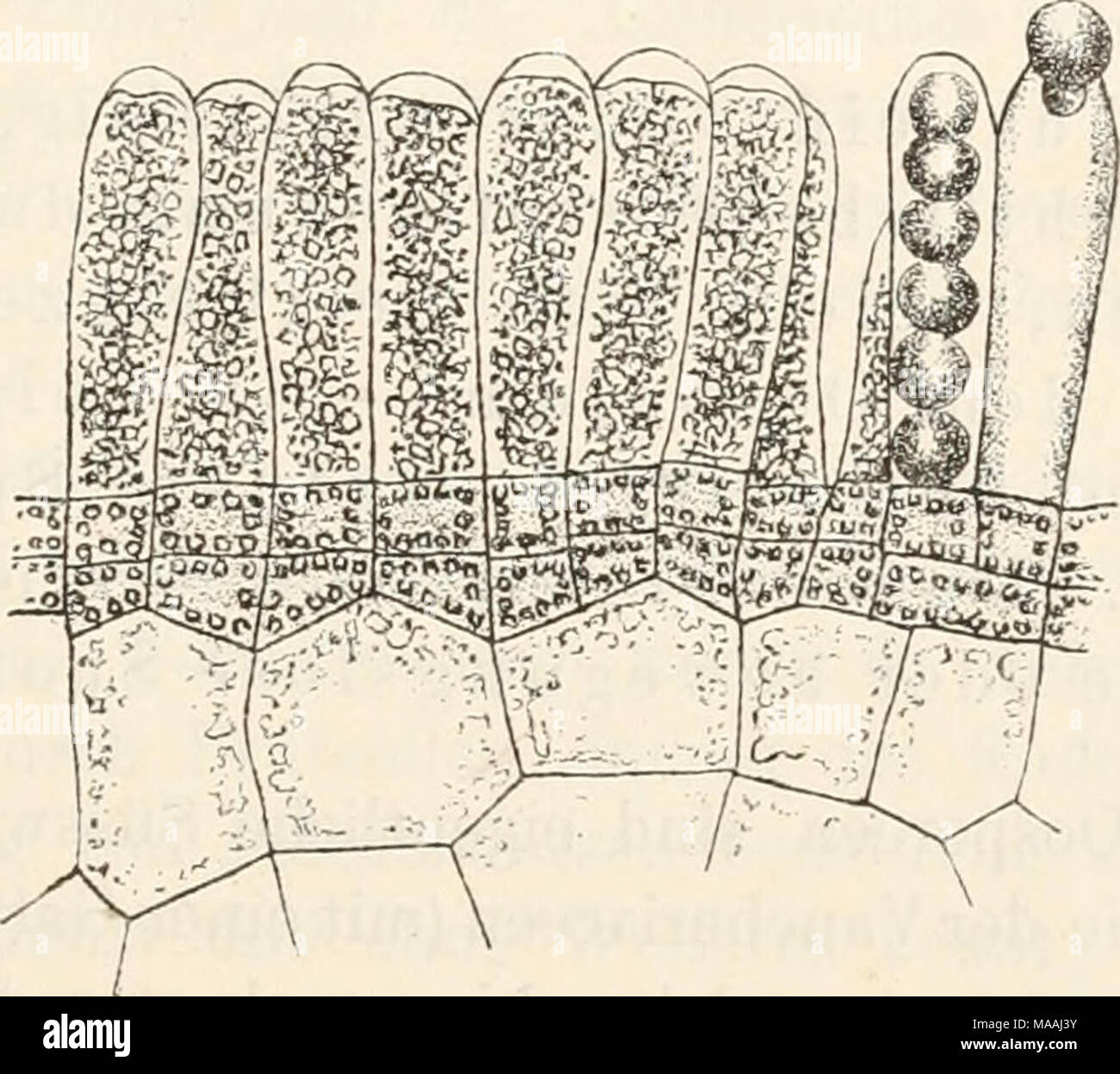 . Dr. L. Rabenhorst der Kryptogamen-Flora von Deutschland, Oesterreich und der Schweiz. (Crouan aglaozonia Reptans) Kütz. einen Thallus mit Sori in natürlicher Grösse, h Stück des Vertikalschnittes vom Thallusrande. Vergr. 290. c Schnitt durch einen Sorus einfächeriger Zoosporangieru Vergr. 400. (/ Eeinke.) Stockfoto
