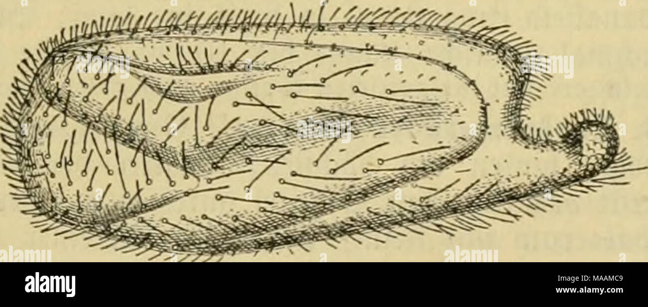 . Dr. Johannes Leunis Synopsis der thierkunde. Ein Handbuch für hÃ¶ hier Lehranstalten und für alle, welche sich wissenschaftlich mit der Naturgeschichte der thiere beschÃ¤ftigen wollen. ? Abb. 8 S 1. Pourtalesia mirÃ ¤ nda, t&gt; auf ber linten Seite; 2/j. 1) Ananch^ Te8 = Ã¤^ nli {^e. 2) dtvoty/iTi ; un 8 unbefannter CSbelftcin bei i^iliniuS â ober dtvdYyjjTT); (gigcnfc^ aftStoort Tonne i-Mod unb Â" TXÂ "u bie. Seilte jufettnÃ¼ren. 3) eifÃ¶rmig. 4) dXo; gan 5, daTTjp Stern. 5) lounberbar. 58 * Stockfoto