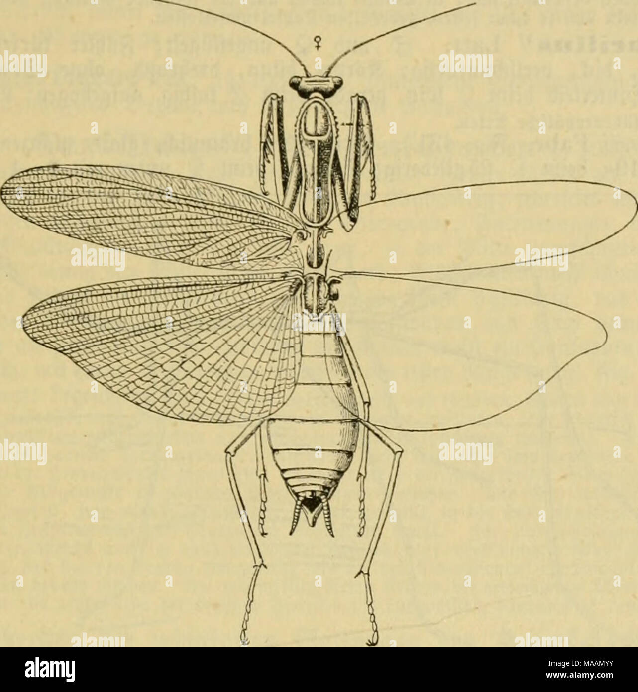 . Dr. Johannes Leunis Synopsis der thierkunde. Ein Handbuch für höhere Lehranstalten und für alle, welche sich wissenschaftlich mit der Naturgeschichte der Thiere beschäftigen wollen. m - 430. @ Ctte § anbetcrin, Mantis religiosa, Q. gtas^^ üften eü; SBorber gejäl^ nelt, ein ber SBurjel mit einem fd) Uiarjen glecf;? ängc beS d'42 - 52 mm^6 $ 48 - 75 mm; Gänge ber glügclbccfcn beim (S 28 - 35 mm, beim $ 31 - 48 mm. 3^@ ütcuro) Ja; 2) EUV) 4 (anb nur im Süben; Int@ unb Cttcbcr vafe im September. Ä. £ nipilsa '&gt;' 111. 3? orbcrfopf mit einem fegeiförmigen So^" TF&gt; seine öer Ju" gefpi^t ober blattförmig enbi Stockfoto