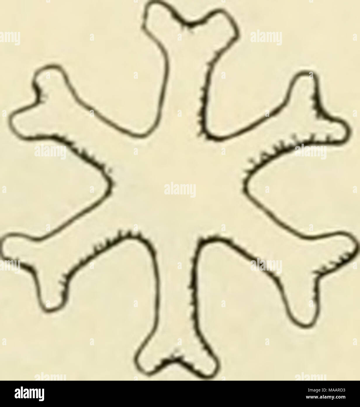 Coccolithophoriden Fotos und Bildmaterial in hoher Auflösung Alamy