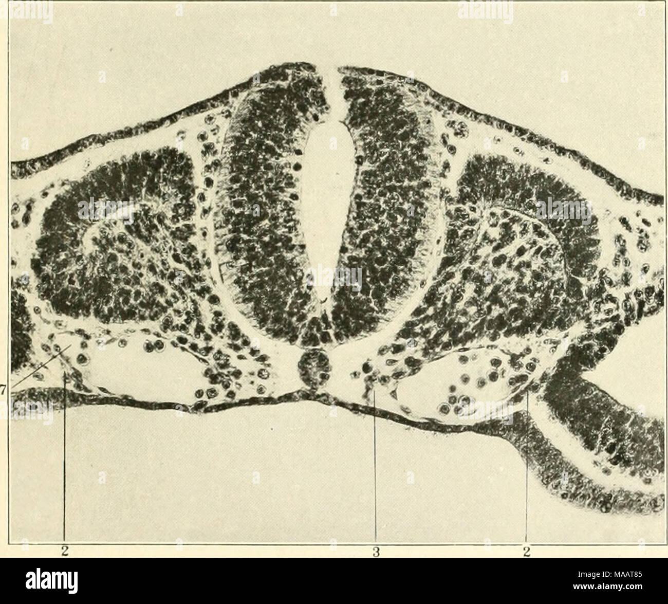 . Frühe Stadien der Vaskulogenese in der Katze (Felis domestica) mit besonderer Bezugnahme auf die mesenschymal Ursprung des Endothels. Viji. 30 Striul Iriuisvcrso Abschnitt: m Embryo von zwölf Somiten. J, Zellen aus ileriveil viscenil Mesoderms, iiroi' css von aeeretioii um die aorta;;;;;;;;?, Zellen von selerotoiue in syncytial continnify Willi en lollielium;/, anf; iocyst aurta hinzugefügt (o; ein Rest von Septum ist noch visibU^S' J Stockfoto