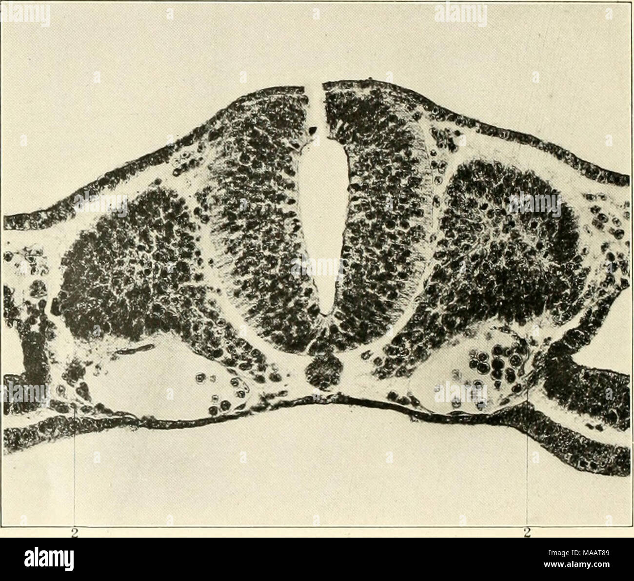 . Frühe Stadien der Vaskulogenese in der Katze (Felis domestica) mit besonderer Bezugnahme auf die mesenschymal Ursprung des Endothels. ['';. 31 Serielle trausviTse. siutt. ioii eines twclvo ciiiliryo der Somiten, (leriveil von viszeralen Mesoderm im Prozess der Akkretion der Aorta. Zellen'.) () Stockfoto