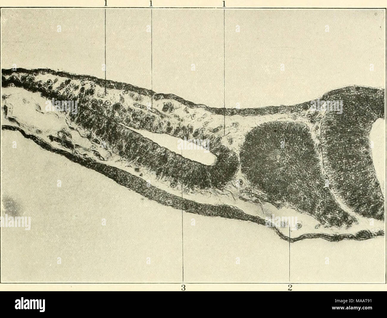 . Frühe Stadien der Vaskulogenese in der Katze (Felis domestica) mit besonderer Bezugnahme auf die mesenschymal Ursprung des Endothels. 15. Stockfoto
