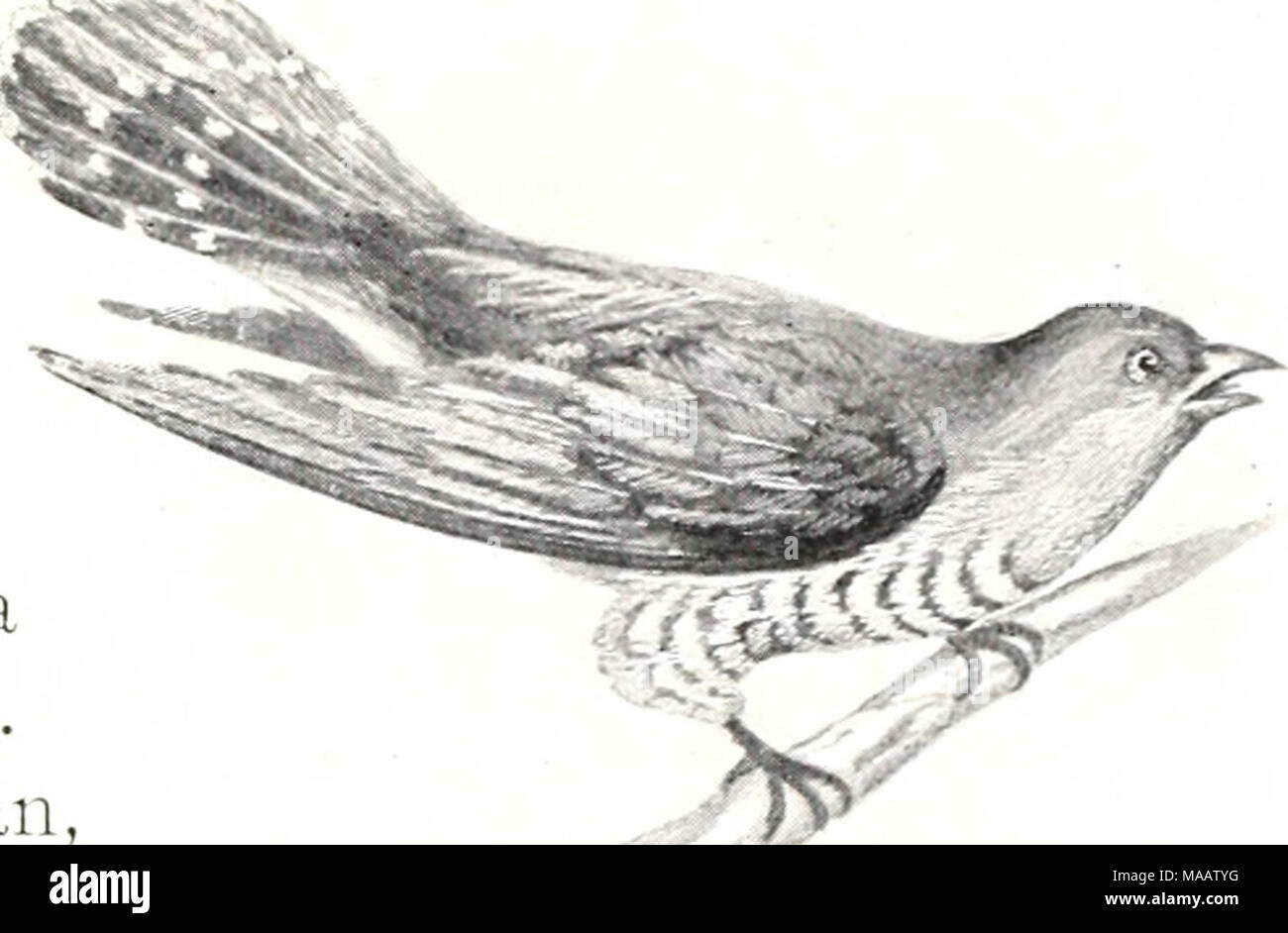 Anfang Der Hirten Ja Antwortete Der Auge Sie Hat Mich Uberhaupt Erklart So Viele Dinge Uber Gotter Feen Und Vogel Und Baume Mutter Ist Klug Sagte Der Kleine Bar Ich Mochte