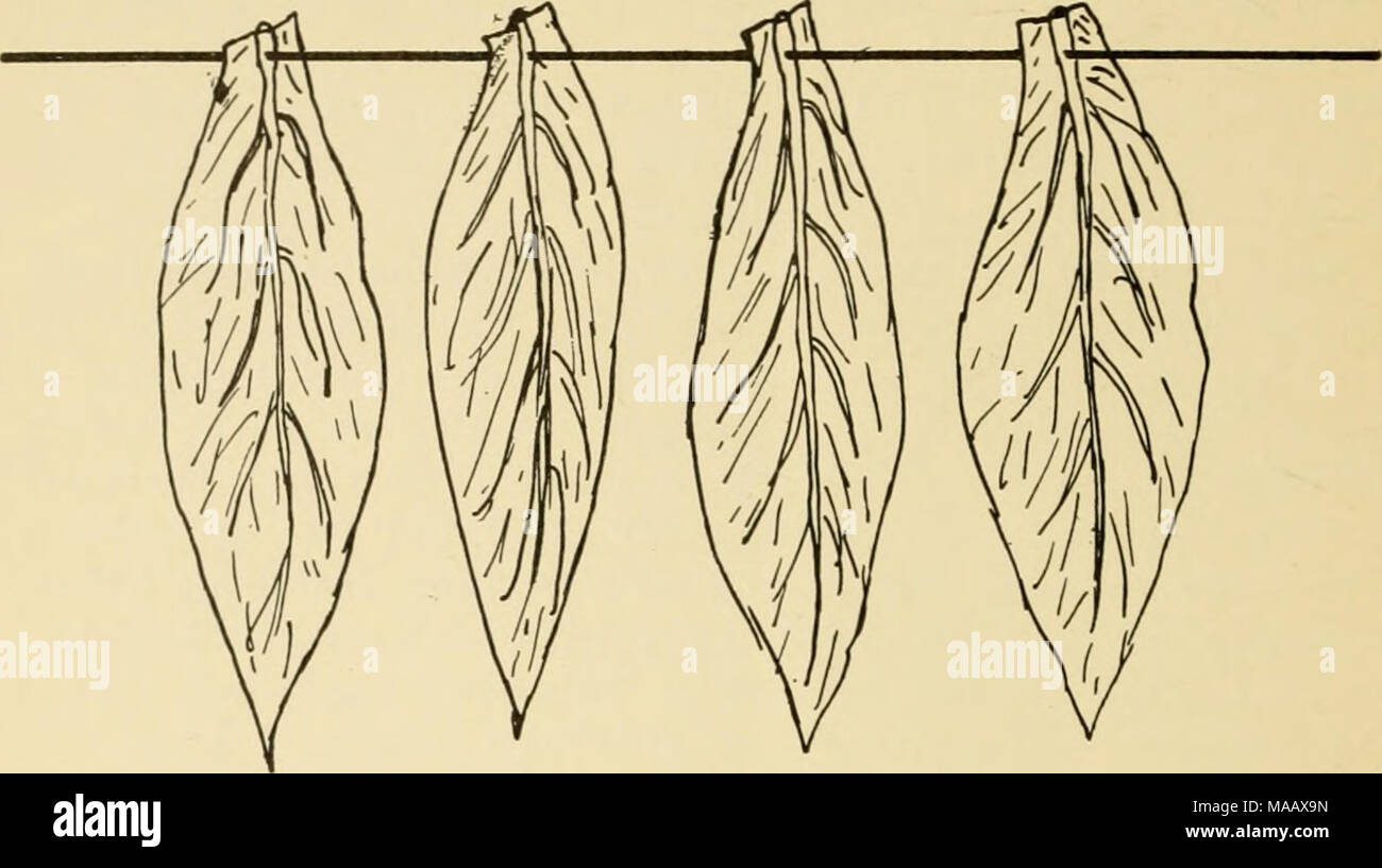 . Og viderebehandling Dyrkning af Tobak til eget Brug. Abb. 3 peraturen Maa kun stige bis 60 I Stedet für et Termometer kan mann nøjes Med jaevnligt an Føle med Haanden ind imellem Tobaksbladene. De maa Godt blive haandvarme, men ikke Braende. Med-kun Faa kg Tobak nogle vil Det som imidlertid Regel ikke lykkes an Faa nogen naevnevaerdig Temperaturstig-ning ich Gang. Har Mann saa meget Tobak ich Kassen, bei Temperaturen naar op Paa 60 ^^C, Vorteile, naar Dette sker, al Tobakken ud, hvorved afkøles in den Graben. Den laegges derpaa ich Yeah, Männer saaledes im den Tobak, der Før laa yderst ich Kassen, nu kommer ind Stockfoto