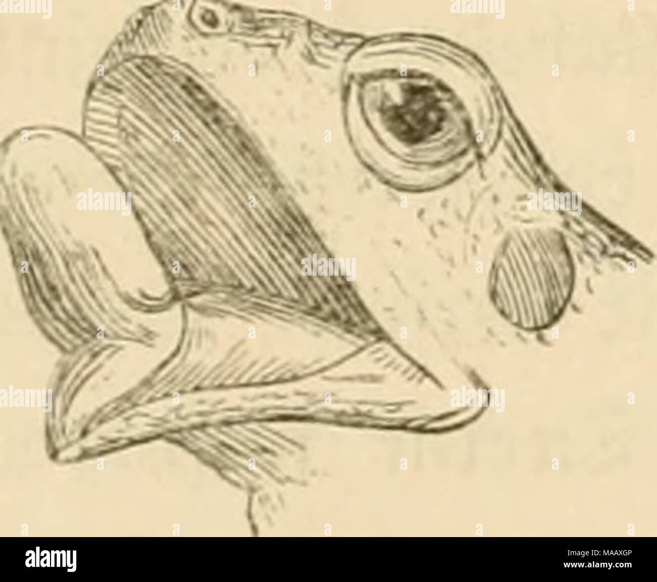 Dyreriget Zoologien Laerebog Ich Nr 1 Gt C Nfelte Alelofe Labber Ubenlanbfle Ati Bog Et Fortenet Sr Gfljoib Stockfotografie Alamy