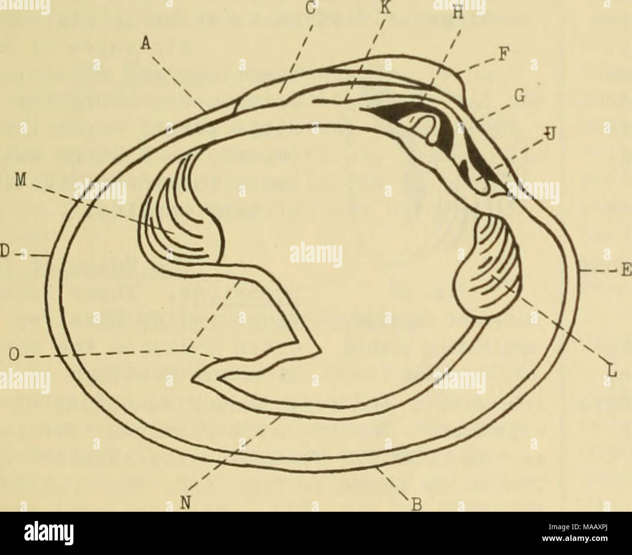 . East Coast Marine Muscheln; Beschreibungen von Shore Muscheln