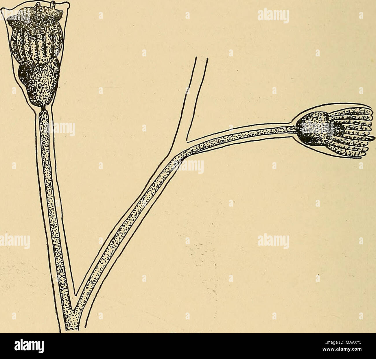 . Die Dynamik der lebenden Materie. Abb. 63. Wasser. Diese Beobachtung scheint die Möglichkeit, dass die Prozesse der Organisation sind reversibel, in einigen Fällen mindestens anzugeben. Giard und Caullery haben gefunden, daß eine regressive Metamorphose tritt in Synascidians, und dass die Tiere überwintern in diesem Zustand. Die Muskeln der Kiemen dieser Tiere sind in ihrer indi zerlegt- Zellen. Das Ergebnis ist die Schaffung eines Parenchym, die aus einzelnen Zellen und der Zelle Aggregate, ähnlich einer morula.* Driesch gefunden, dass, wenn Er isolierte Clavellina, die Teil der ANI-mals Conta Stockfoto