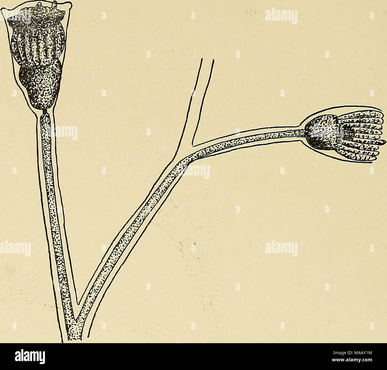 . Die Dynamik der lebenden Materie. Abb. 63. Wasser. Diese Beobachtung scheint die Möglichkeit, dass die Prozesse der Organisation sind reversibel, in einigen Fällen mindestens anzugeben. Giard und Caullery haben gefunden, daß eine regressive Metamorphose tritt in Synascidians, und dass die Tiere überwintern in diesem Zustand. Die Muskeln der Kiemen dieser Tiere sind in ihrer indi zerlegt- Zellen. Das Ergebnis ist die Schaffung eines Parenchym, die aus einzelnen Zellen und der Zelle Aggregate resembhng eine morula.* Driesch gefunden, dass, wenn Er isolierte Clavellina, die Teil der ANI-mals contai Stockfoto