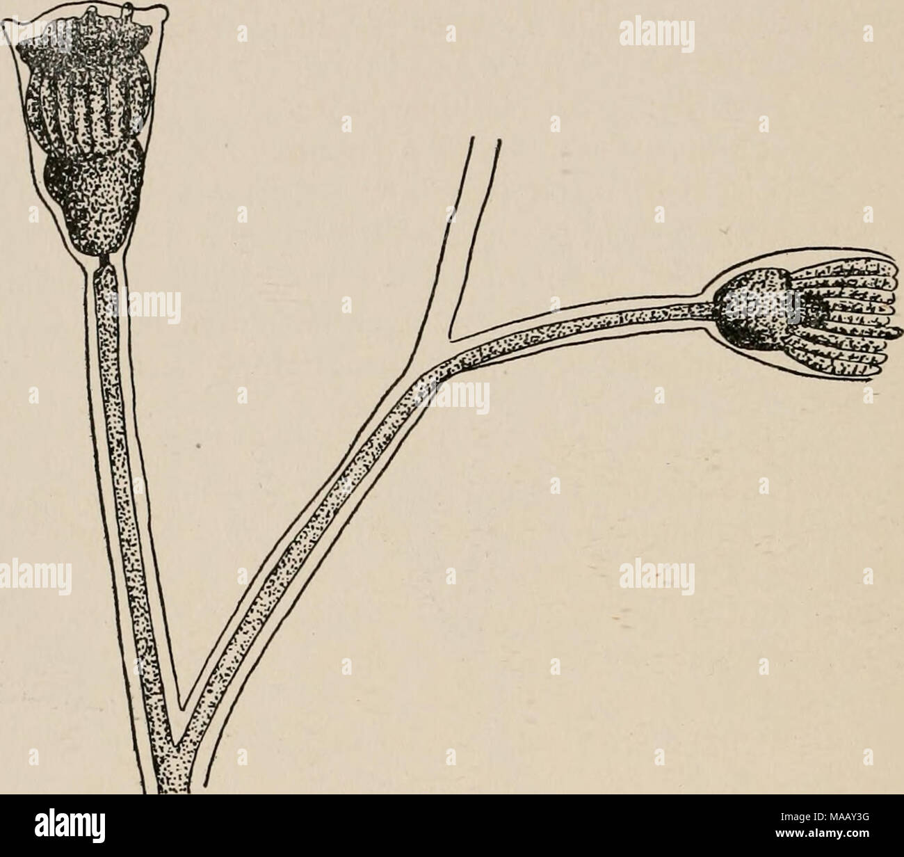 . Die Dynamik der lebenden Materie. Abb. 63. Wasser. Diese Beobachtung scheint die Möglichkeit, dass die Prozesse der Organisation sind reversibel, in einigen Fällen mindestens anzugeben. Giard und Caullery haben gefunden, daß eine regressive Metamorphose tritt in Synascidians, und dass die Tiere überwintern in diesem Zustand. Die Muskeln der Kiemen dieser Tiere sind in ihrer indi zerlegt- Zellen. Das Ergebnis ist die Schaffung eines Parenchym, die aus einzelnen Zellen und der Zelle Aggregate, ähnlich einer morula.* Driesch gefunden, dass, wenn Er isolierte Clavellina, die Teil der ANI-mals Conta Stockfoto