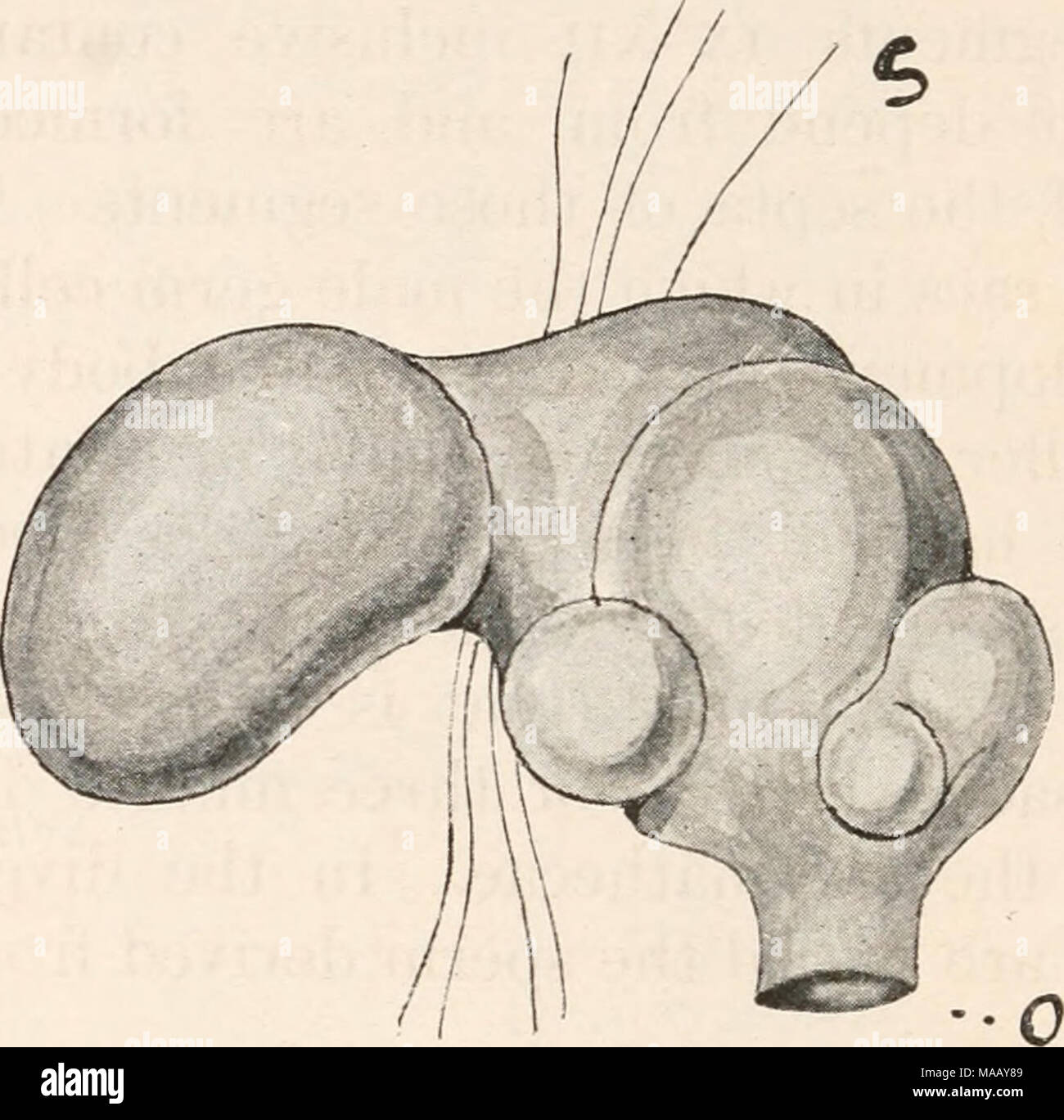 . Regenwürmer und ihre Verbündeten. Abb. 7. Eine der spermatheca Notiodrilus tamajusi. Die externe Öffnung ist bei o gezeigt; darüber sind die divertikel, s ist ein Teil einer konzerninternen Septum. (Nach Eisen.) Samenzellen Kanäle laufen rückwärts für gewisse Weise und die von jeder Seite nach dem Beitritt offen auf dem xviii Segment durch die Poren bereits erwähnt. Auf dem XVII und XIX Segmente öffnen zwei Drüsen, die lang sind und röhrenförmig in Form und viel aufgewickelt. Diese sind die spermiducal Drüsen und jedes öffnet in gemeinsamen Stockfoto