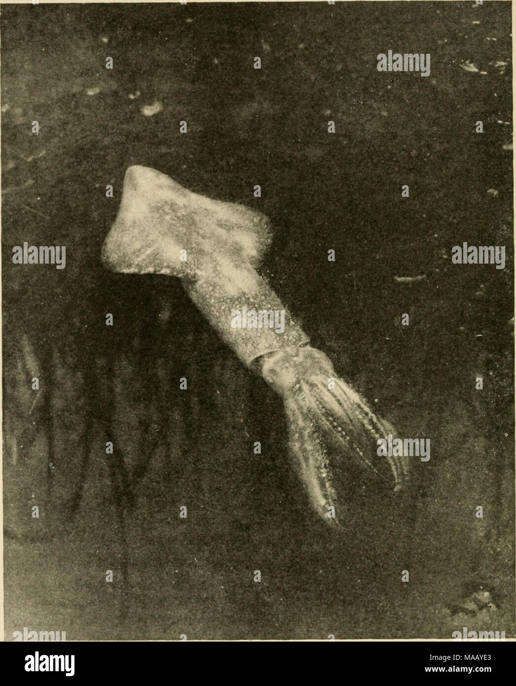 . Stadtbewohner auf das Meer und die Küste. LOLIGO; ein SQUID. (Foto AUF DER UNTERSEITE EINES TIDE POOL.) Iris des menschlichen Auges. Wenn die farblose Tier ist in der Tat der Umstellung auf eine dunklere Schatten, eine Ausdehnung dieser Minute Organe stellt eine pigmentierte Bereich; jedes Stockfoto