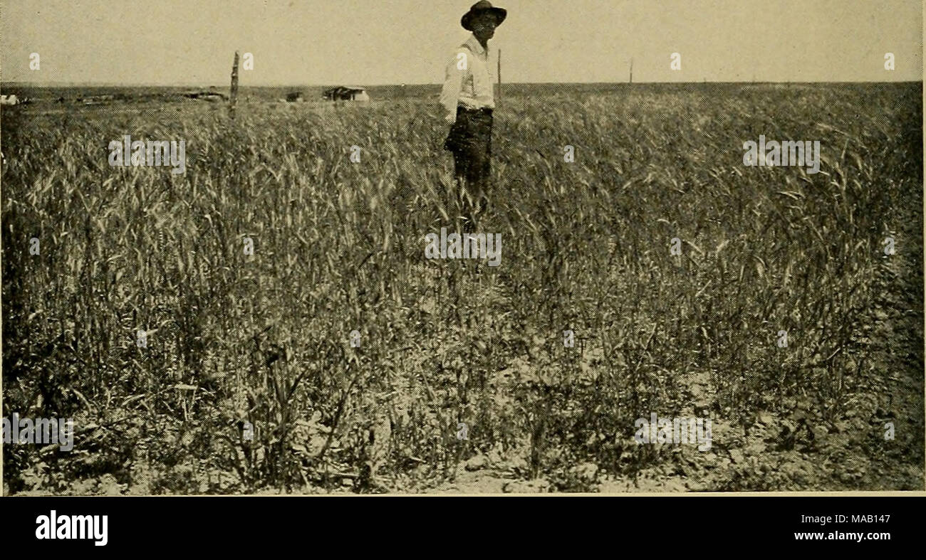 . Dry-farming: Prinzipien und Praxis. Weizen WÄCHST KONTINUIERLICH, dritten Fruchtart, Ertrag 4 Bushel pro Acre, FORSYTH TROCKEN-Bauernhof, Montana, die böse Wirkung von konstanten Zuschneiden ohne Sommer Brache oder Drehung Stockfoto