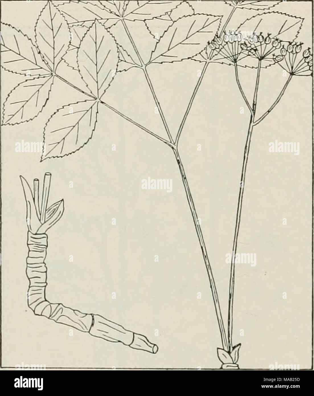 . Die Droge Pflanzen von Illinois. ARALIA NUDIGAULIS L. Wild sarsaparilla, Sarsaparille, kleine spike-Nard. Araliaceae. - Eine nahezu stemless Kraut 8 bis 16 Zoll hoch, beständige; Wurzeln lange, horizontale, aromatisch; Blatt 1, lang Gestielten, Mittel, mit 3 primäre Divi-sion jedes Lager 5 länglich-ovalen bis oval-spitz, Ripp Flugblätter; Blüten grünlich weiß, In 2 bis 7 Dolden an der Oberseite der Blume scape; Frucht einer violett-schwarze Beere 14 Zoll lang, 5-gelappten, wenn trocken. Wurzel gesammelt im Herbst. Selten zu selten auf felsigen und bewaldeten Täuschungen über das nördliche Drittel des Staates. Enthält eine bittere, Pung Stockfoto