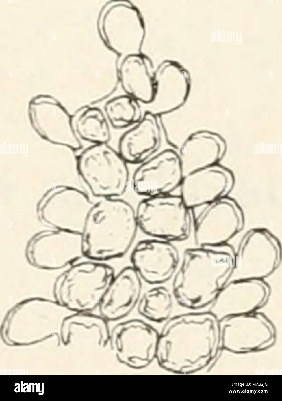 . Dr. L. Rabenhorst der Kryptogamen-Flora von Deutschland, Oesterreich und der Schweiz. Abb. ic) 2. Odoiito. scliisnia eloiigatuiu. ein Ptiaiize Verg. 25 ^j; b einzelue BlÃ¤tter Verg. ^ s'^; c Zellnetz bin Blattraiide Verg. 240^1; d und c Abb. Ã¼nterblÃ¤tter Verg' - 'o/i auf. Stockfoto