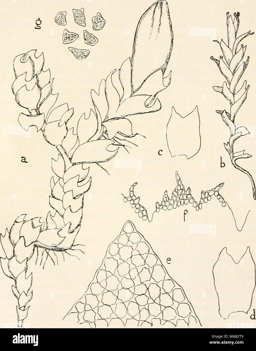 . Dr. L. Rabenhorst der Kryptogamen-Flora von Deutschland, Oesterreich und der Schweiz. Abb. 310. Lophozia guttulata. Eine Blütenhülle tragende Pflanze, Yergr. ^%; b Gemmen tragender Spross, Yergr. So/j; c u. d Abb. Blätter ausgebreitet, Vergr. ^ ojj • e Zellnetz des Blattzipfels, Vergr. 270^^ • f Stück der Perianthmündnng, Vergr. ^°°/, •, g Gemmen, Vergr. ^°°/Ich. Stockfoto