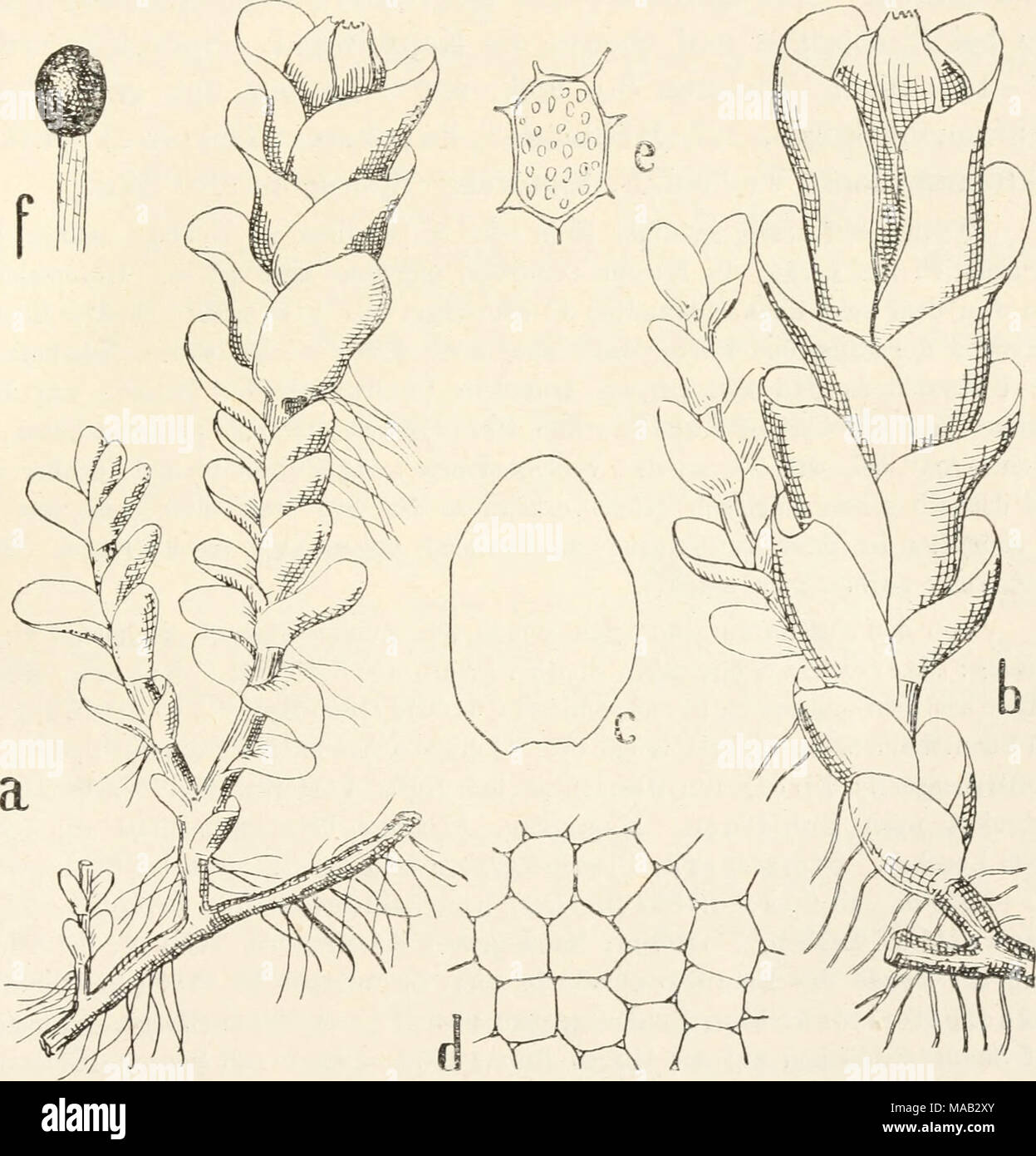 . Dr. L. Rabenhorst der Kryptogamen-Flora von Deutschland, Oesterreich und der Schweiz. Abb. 271. Eucalyx siibellipticus. ein Teil einer Pflanze, Vergr. '^/j. b Steugelstück mit fällt, Vergr. '*7i-c einzelnes Blatt ausgebreitet, Vergr. ^ "/j.d Zelliietz. Vergr. ' '^'*^/i. e Zelle mit warziger Kutikula, Vergr. ^ "7 i-f Sporogon, Vergr. * 7 i-K.Müller, Lebermoose. 34 Stockfoto