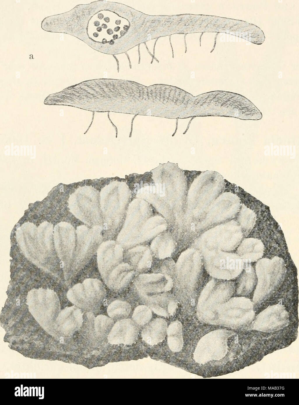 . Dr. L. Rabenhorst der Kryptogamen-Flora von Deutschland, Oesterreich und der Schweiz. Abb. 123. Riccia Hastata. Ein Querschnitte durch alten Thallus Verg. ''Vi - (= Original der R rup]) inensis) b Habitusbild der var. subinermis Verg. ^j. (/ Levier). (Vergl. Ferner Abb. 5 S. 11 und Abb. 97 8. 142). Tai, subinermis (Lindberg) AVarnstorf, Krypt. Fl. d. Markieren Brandenbg. I. S. 70. (1903.) Synonym: Riccia Meddel subinermis Lindberg. Soc. Fauna und Flora fennica 1881. Rev. bryolog. 1882. S. 82 z. T. Riccia hastata var. ciliaris Warnen stör Fj, Verh. Bot. Ver. Brandenbg. Jalirg. 17. S. 87. (1885). Ricci Stockfoto