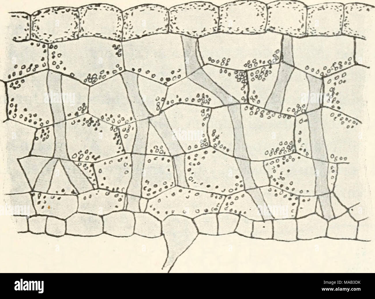 . Dr. L. Rabenhorst der Kryptogamen-Flora von Deutschland, Oesterreich und der Schweiz. Abb. 2. Pellia epiphylla. Längsschnitt durch den Thallus. Die vertikal verlaufenden Verdickungsleisten sind sichtbar. Verg. 120/^, (vergl. Abb. 2.) Da sie der nahestehenden Pellia Fabroniana fehlen, lassen sich hierdurch auch sterile Pflanzen leicht unterscheiden. Nach oben und unten ist das parenchymatische Gewebe durch eine Lage kleinerer Zellen nicht sehr scharf abgegrenzt. Die obere Zelllage Clorophyll enthält, 5/6 Für das darunter liegende großmaschige Ge-webe Stärke aufspeichert. Hier ist auch schon, Stockfoto