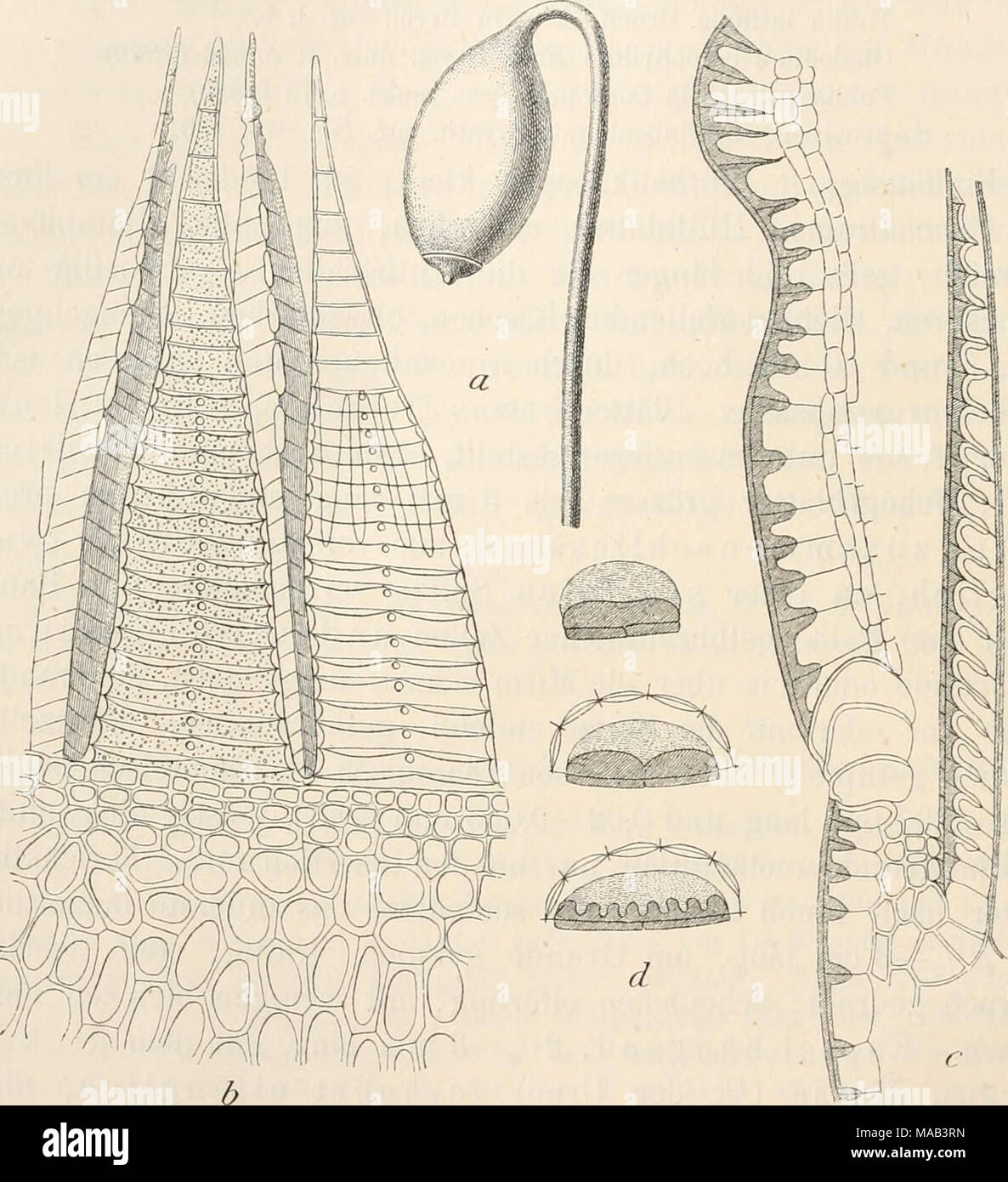 Dr L Rabenhorst Der Kryptogamen Flora Von Deutschland Oesterreich Und Der Schweiz Bryum Calophyllum E Brown Eine Kapsel B Peristom Der Eine Zahn Mit Durchleuchtenden Wimpern I Jl C Peristom Nebst Ring Und Deckel