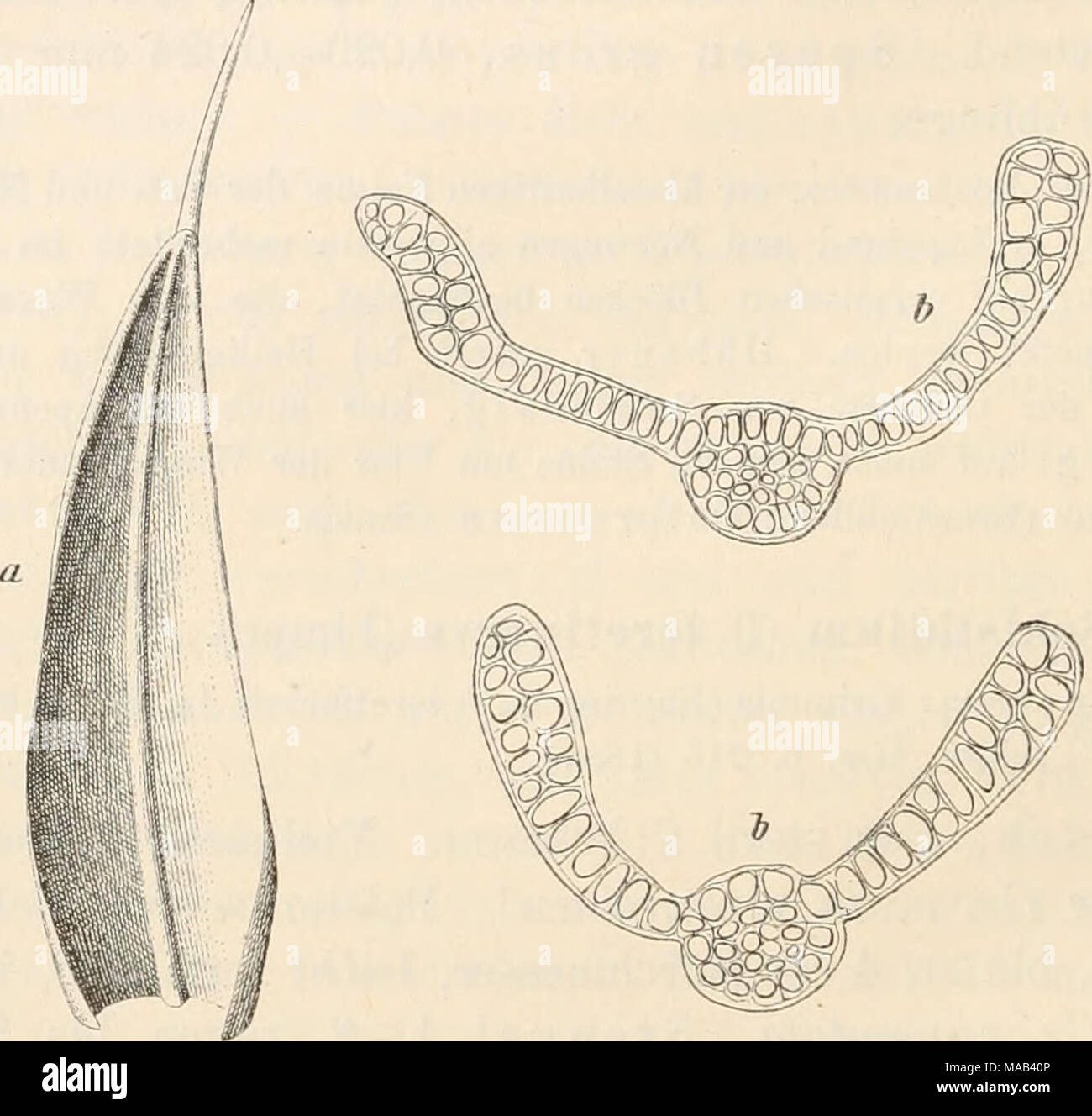 . Dr. L. Rabenhorst der Kryptogamen-Flora von Deutschland, Oesterreich und der Schweiz. Schistidiura teretinerve (Limpr.). ein Blatt sj^b Blattquerschnitte ilO. Einen trockenen, sonnigen Kalkfelsen im" Kalchstein" 1800m bei Innervill-Graten in Tirol vom Pfarrer Hieronymus G und bin 27. Juli 1882 entdeckt. - J. Breidler sammelte this Kunst, welche von Juratzka als Grimmia conferta bestimmt wurde, bereits am 25. Juli 1874 in Kalkfelsen bin Gaistrumer Ofen bei Oberwölz (1000 m) in Ober-Steiermark; ferner ein Kalkfelsen in der Steiermark: am Humberg bei Tüfler (Ca. 350 m) am 30. Mai 1879, Uhr Jauerb Stockfoto