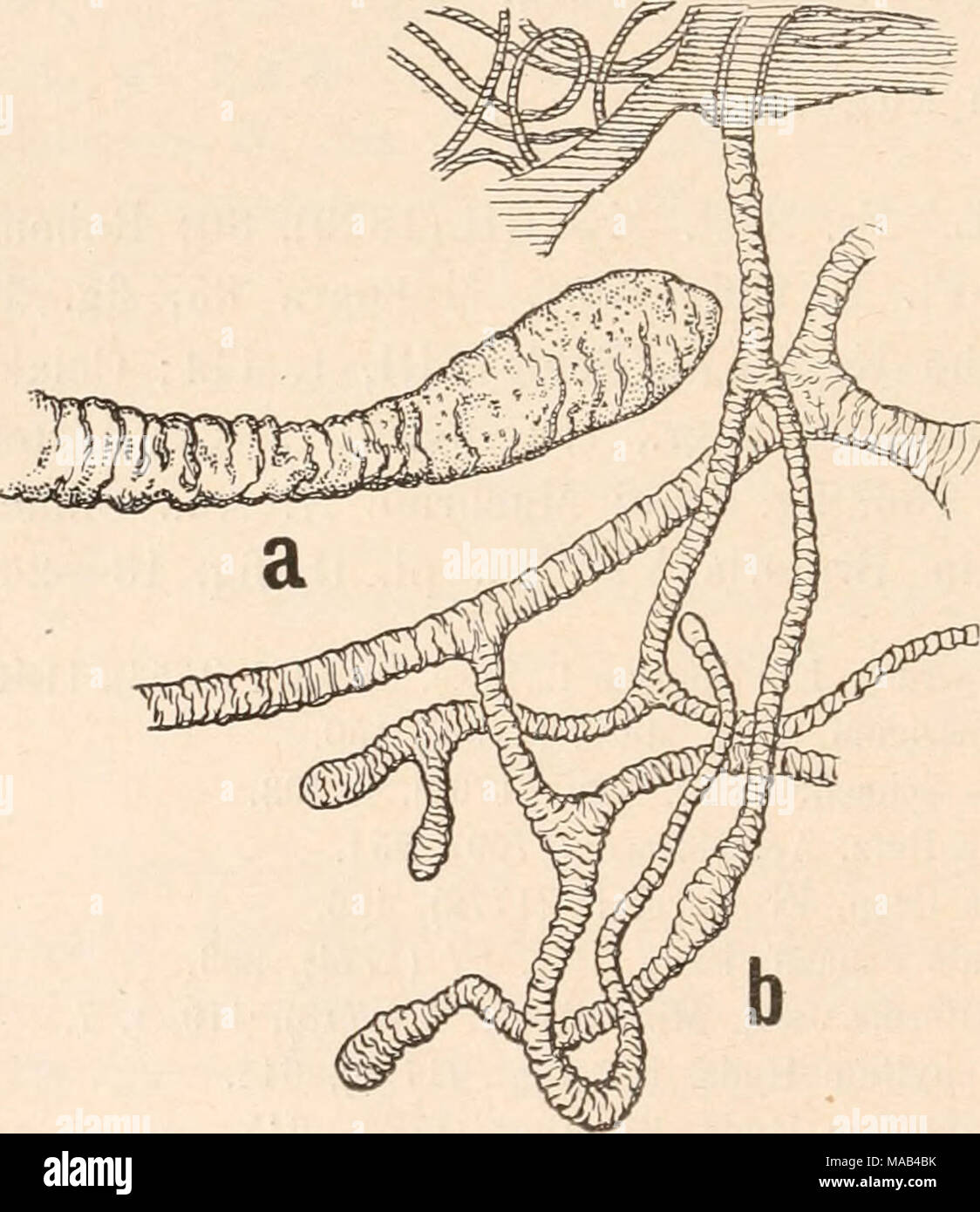 . Dr. L. Rabenhorst der Kryptogamen-Flora von Deutschland, Oesterreich und der Schweiz. Abb. 141. Lycogala Epidendrum (L.) Fr. a) Ende eines Pseudo-capillitium-Schlauches (600/^). b) Pseudocapillitium (^%) - Nauh Lister. Plasmodium korallenrot, seltener rahmfarbig oder gelb. Aethalien zerstreut, häufiger zu mehreren gehäuft, + kugelig, sitzend, 2 - 15 mm im Einspritzdüse Orig. haselnußgroß, zur Zeit der Reife unsere Rosen-bis fleischrot als lehmgelb bis grau-braun bis dunkelbraun, feinwarzig. Dicker Rinde Glatze, Glatze Stockfoto