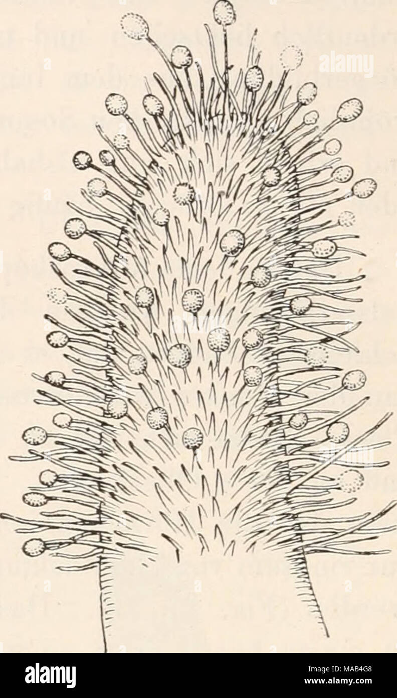 . Dr. L. Rabenhorst der Kryptogamen-Flora von Deutschland, Oesterreich und der Schweiz. Abb. 18 Ceratiomyxa fruticulosa (Müll.) Macbr. - Die Spitze eines Hornes völlig entwickelten, dessen ganze Oberfläche mit den Stielen sporeutragenden-setzt ist. In einzelnen Stielen Artikel noch halbreife Sporen; Sterben reiferen, schon völlig entwickelten Sporen sind da-gegen-von-Stand Stielen schon abgefallen. - 160 X-/ Famintzin und Woronin. Abb. 17. Ceratiomyxa fruticulosa (Müll.) Macbr. - Ein völlig ausgewachsenes Hörn, in welchem Pier 17 sterben körnige Plasma-Schicht in eine Menge ger an-einander Stockfoto