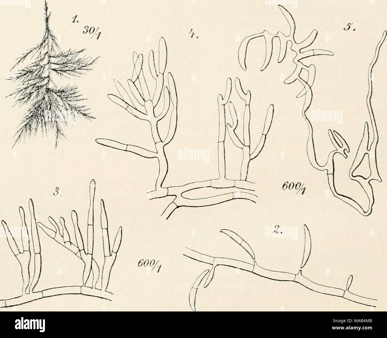 . Dr. L. Rabenhorst der Kryptogamen-Flora von Deutschland, Oesterreich und der Schweiz. Fusarium aquaeductum (Eabh Radlkf. et.) 1. Habitus der flutenden Easeu. 2.- 4. Kouidientrageude Kyplieu mit Konidien. 5. Aussprossende Konidien mit uuterdrücliter Fadenbilduug. (^/ Kolkwitz und Glück.) Der Pilz ist im Wasser, namentlich wenn es mehr oder weniger verun-Hoffmann gmbh ist, Top, häufig bildet allerdings nicht immer größere Fädeuverbände, sondern findet sieh meistens nur in einzelnen Fäden oder Konidien. Forst bei intensiver Durchlüftung des Wassers und wenn gleichzeitig Gelegenheit zur Anheftung de Stockfoto