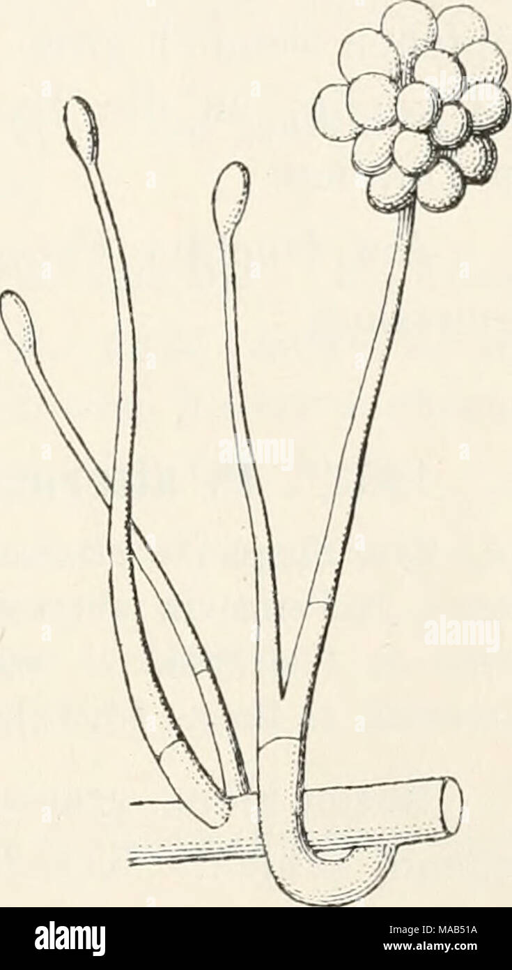 . Dr. L. Rabenhorst der Kryptogamen-Flora von Deutschland, Oesterreich und der Schweiz. Peric 0 uia fc 1 i11 eine E. ÄlaTcli. Die steife vergT. (/ Marchal). 1251. S. Desmazieri (Pommes). Syii. S]) (H' () cylje Desmazieri Pommes Syst. III, 343 (1832). - Conla Icdii. IV, 29 (1840), Abb. 90; Aiileit. k LXV Tab. F. 19 Abb. 5 - 7. Periconia Desmazieri Bouord. Handb. allgem. Myk. S. 113 (1851). - Saec. Syll. IV, 274. Exs. Saccardo Myc. venet. 1574; Klutzsch Kraut. Myc. 2 HG 186. Rasen groß, ausgebreitet, sehr zart, schwärzlich. Mycel verzweigt, weiß, angedrückt. Konidienträger aufrecht, Unverzweigt, unten weiß, o Stockfoto