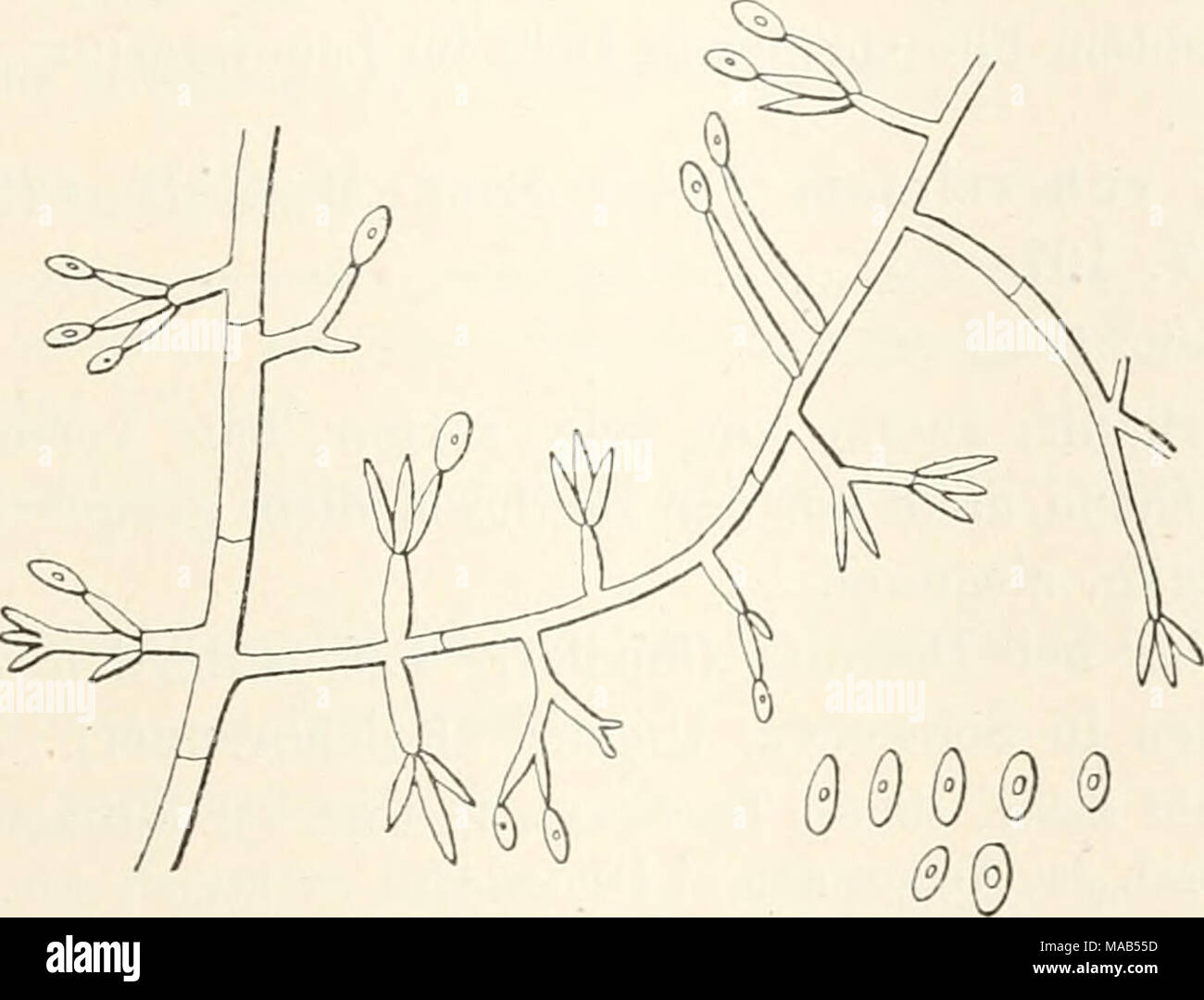 . Dr. L. Rabenhorst der Kryptogamen-Flora von Deutschland, Oesterreich und der Schweiz. Sp Orot rieh um roseum Link. Konidientragendes Mycel und Sporen. (/ Saccardo.) als seitliche, kurze Zweige entstehend, Unverzweigt oder an der Spitze zwei-bis-dreiteilig. Konidien endständig, eiförmig, rötlich, 4 u lang, 3^ tt breit, mit einem oeltropfen. Auf feuchtem Papier, Holz, Mauern, Blumentöpfen, Schweins- blase, Federn usw. in Deutschland, Böhmen, Mähren, Ungarn, Schweiz, Holland, Belgien, Frankreich und Italien. 451. S. paniiorum Link Spec. Anlage. I, 13 (1824). - Wallr. Fl. Krypta. Germ. II, 279. Stockfoto