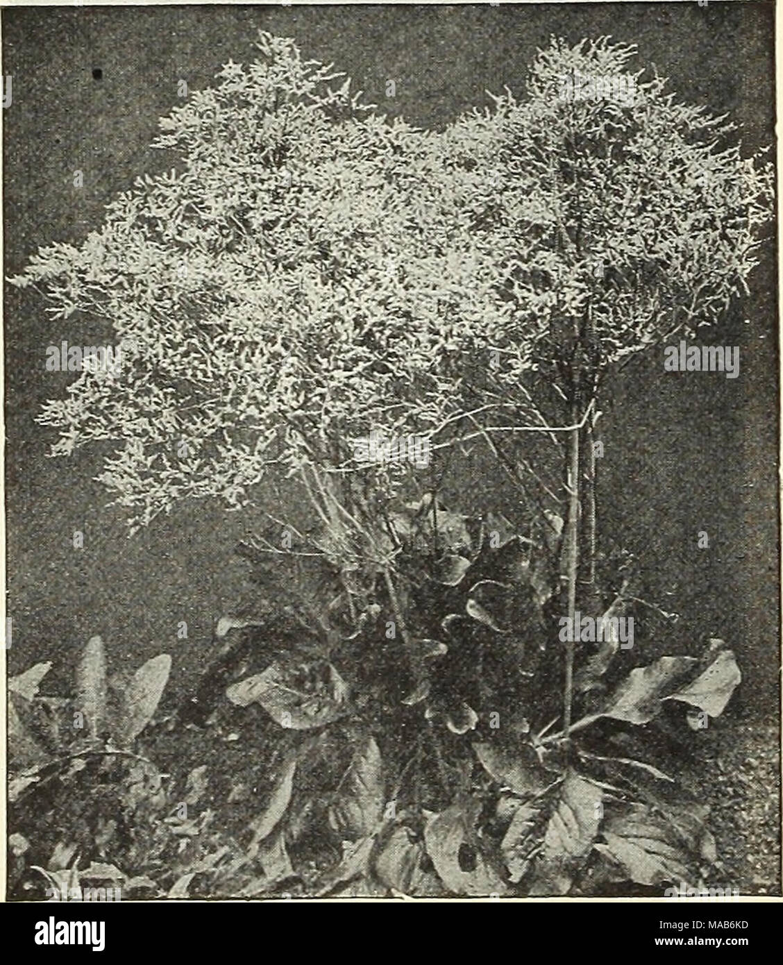 . Dreer der Großhandel Preisliste: Glühlampen für Floristen Pflanzen für Floristen Blumen Samen für Floristen. Stockfoto