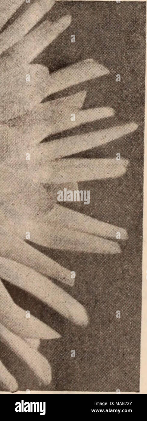 . Dreer der Großhandel Preisliste/Henry A. Dreer. . CACTUS DAHLIEN RHEINKONIG Rhelnlscher Frohsinn. RIvalln. Cactus Roland von Berlin. Cactus Rose-Pink Jahrhundert. Single Scarlet Jahrhundert. Single Schneekonigln. Cactus Sequoia. Kaktus Sherlock. Cactus Sig. Rosa Esengrini. Collerette Snowclad. Pompon Souvenir de Chabanne. Collerette Souvenir de Gustave Doazon. Dekorativ. Stabilität. Cactus Standartenträger. Kaktus -. St. George. Single Stormer. Cactus Tüv-Krone. Kaktus. . Erfolg. Kaktus Sylvia. Dekorative.... Die Thais. Cactus Thos. Obelin. Cactus Trikolore. Cactus Triomphe de Solferino. Zeigen Troj Stockfoto