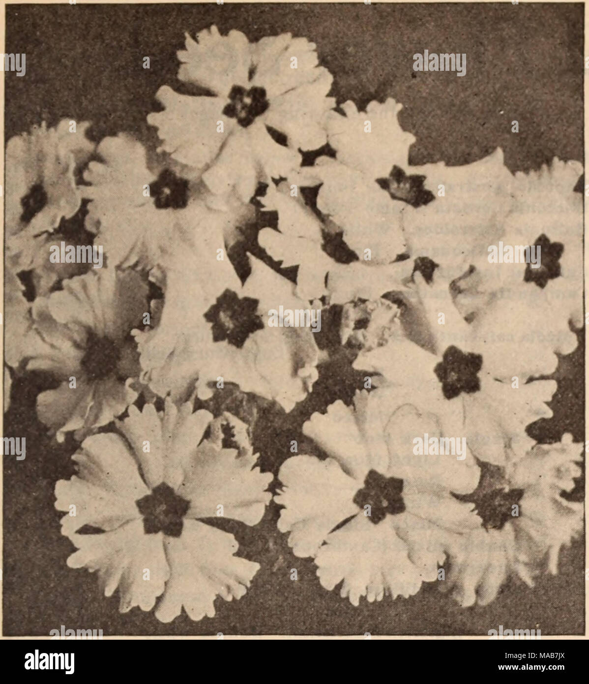 . Dreer der Großhandel Preisliste/Henry A. Dreer. . Große Blüte der chinesischen PRIMROSE (auf der vorherigen Seite angeboten) Datura (Fringe Flower) j Tr.pkt. Oz. Zwerg Großblütige. Gemischt 25 $ 1 00 Wisetonensis. Gut für Töpfe 40 2 00 Stocks (Gilliflower) Unsere Bestände speziell für uns von einem Fachmann angebaut werden, und wird über 90 Prozent produzieren, gefüllten Blüten. Ausschneiden-und-Come-Again zehn Aktien Wochen herrlichen ewigen-blühenden Klasse; sie werfen zahlreiche Verzweigungen, alle Lager sehr mit duftenden Blüten; Ausgezeichnete zum Schneiden. Tr. Pkt. Oz. Princess Alice. Snow-white 50 $ 3 00 La France. Silbrig-ros Stockfoto