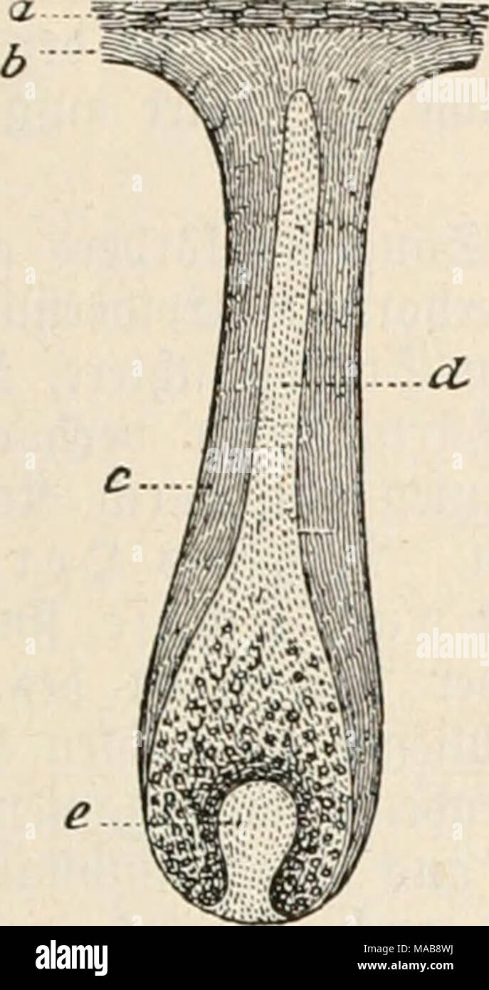. Dr. Johannes Leunis Synopsis der thierkunde. Ein Handbuch für höhere Lehranstalten und für alle, welche sich wissenschaftlich mit der Naturgeschichte der Thiere beschäftigen wollen. gig. 93. 3 Intage cine § 3 tugen 6 rauen = "haaxti TOenfd^ cn; 50 mals i^ergvößert. Ein § cvnf (^ ic^t ber Spibermii^, b Ni*t l ^Er^ ornte (- Kalpig^i'fe^e)®^ ic^t ber S^^c gybermii äutcre® (^'äft ber 5 apfcnföl • migen@^^8^^ ibermi iDUd erung, fpätere äBurjels fe^ Eibe, d innere S^ic^t ber', ein^ jfentörmtgcn Spibermi § = wud) crung, fpätcrcg § Iaar, e § 5 aarpaj itte. Stockfoto