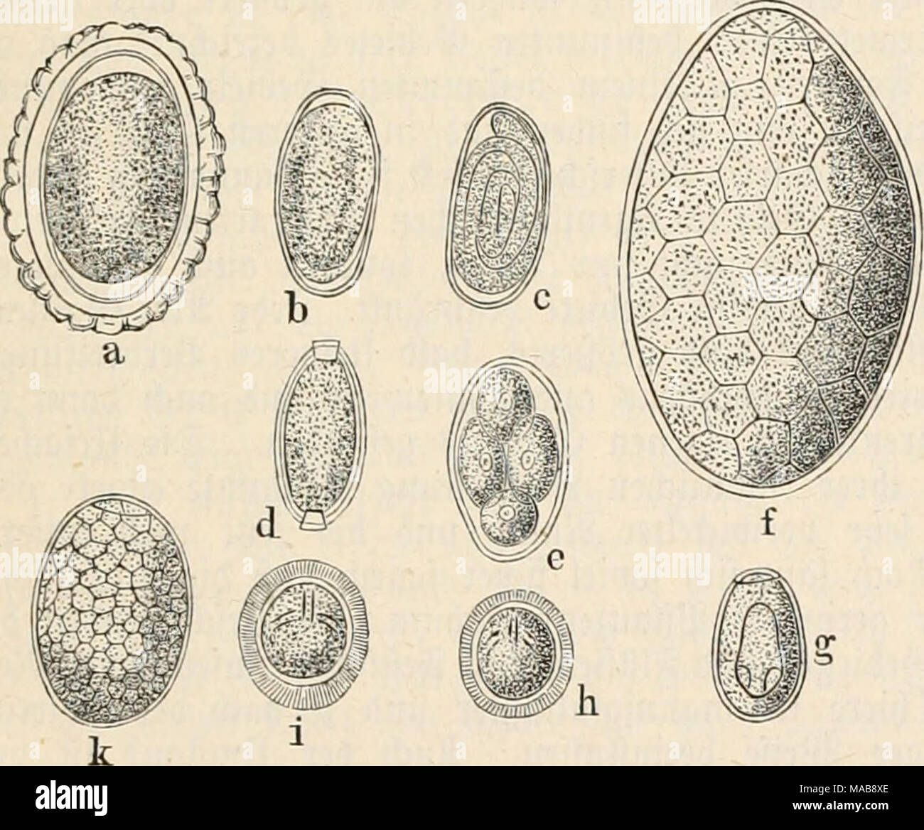 . Dr. Johannes Leunis Synopsis der thierkunde. Ein Handbuch für höhere