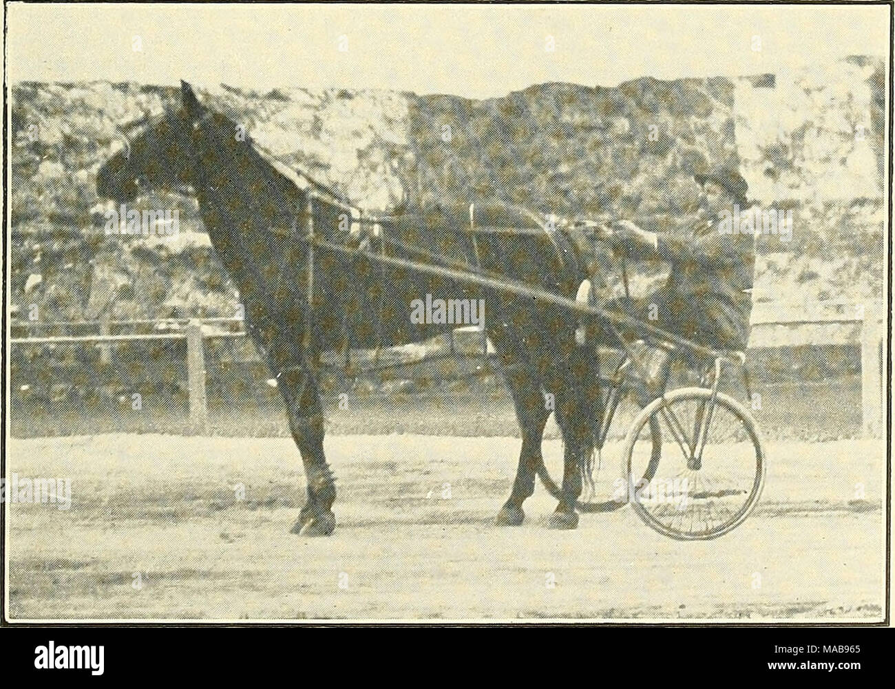. Die treibende Vereine der Großraum Boston. . CHARLEY KING, 2:14 1-4 Gewinner von vier Rennen in Fünf beginnt in großen Interclub erfüllt von 1910. Im Besitz von Adna T. Wheelock angetrieben Stockfoto