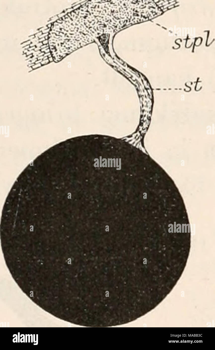 . Dr. H.G. Bronn von Klassen und Ordnungen des Thier-Reichs: wissenschaftlich dargestellt in Wort und Bild. Pia II ar ia lugubris. Gestielte Eikapsel in einem Wassermoos / eiiiemPräparate. .Sif Stiel, stpl Stielplatte. (/ Steinmann). *) Als Holfhe werdener genannt Planarien lugubris, fusca, poh/chroa, gonocephala. Stockfoto