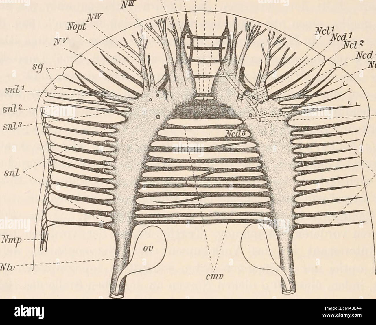 . Dr. H.G. Bronn von Klassen und Ordnungen des ThierReichs