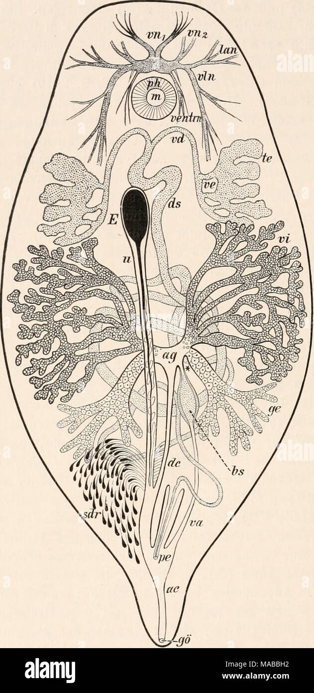 . Dr. H.G. Bronn von Klassen und Ordnungen des Thier-Reichs: wissenschaftlich dargestellt in Wort und Bild. Organizationsschema von Si/ndesniis echinorum^ Fran Ois, / Kusse (776). ac Atrium genitale Kommune, ag trichterförmige Erweiterung des weiblichen Genitalcanals, bs Bursa seminaUs, de weiblicher Genitale - Canal (arteriosus communis), E Eikapsel mit ihrem Filamente, ge Ger-Marien, gö Geschlechtsöffnung, sdi "Schalendrüsen, u Uterus, Va Va-gina, vi Vitellarien, * Stiel der Bursa seminalis. Für die übrige Bezeichnung vergl. S. 2333. this Kammer des weiblichen als Genitalcanals Aufbewahrungso Stockfoto